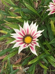 Gazania linearis