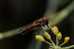 Platycheirus scutatus