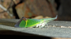 Odontoptera carrenoi