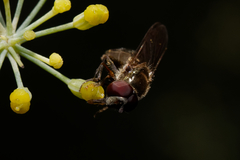 Platycheirus scutatus