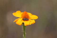 Acmaeodera rubronotata