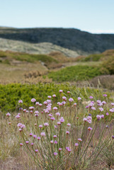 Armeria sampaioi