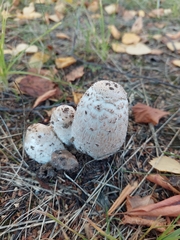 Coprinus comatus