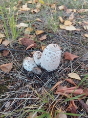 Coprinus comatus