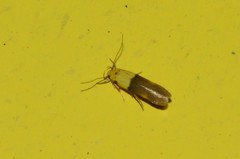 Stathmopoda auriferella