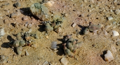 Euphorbia stapelioides