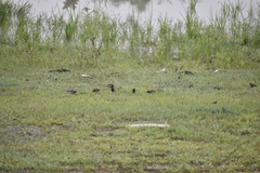 Lonchura punctulata