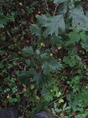 Crataegus ucrainica