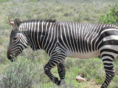 Equus zebra zebra