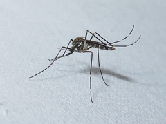 Ochlerotatus