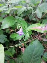 Asystasia dalzelliana