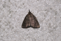 Omiodes tristrialis