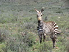 Equus zebra zebra