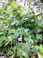 Asystasia dalzelliana