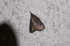 Omiodes tristrialis