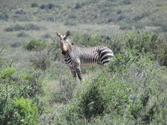 Equus zebra zebra
