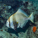 Humphead Batfish - Photo (c) rayvran, some rights reserved (CC BY-NC), uploaded by rayvran