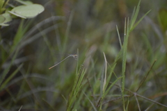Agriocnemis pygmaea