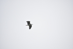 Nycticorax nycticorax