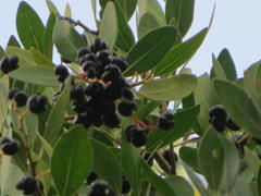 Apodytes dimidiata dimidiata