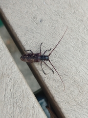 Monochamus maculosus