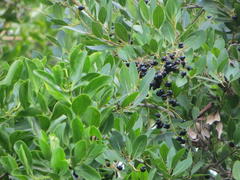 Apodytes dimidiata dimidiata