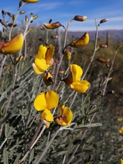 Calobota cytisoides