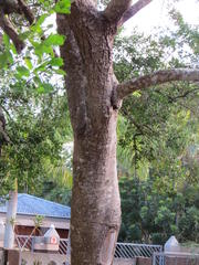 Apodytes dimidiata dimidiata