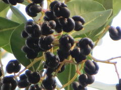 Apodytes dimidiata dimidiata