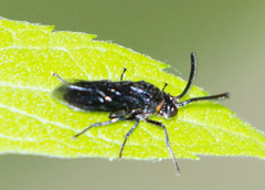 Schizocerella pilicornis