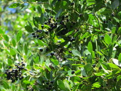 Apodytes dimidiata dimidiata