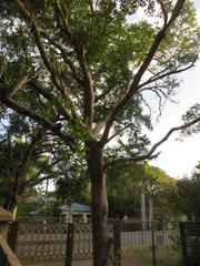 Apodytes dimidiata dimidiata