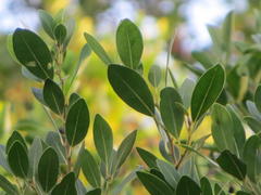 Apodytes dimidiata dimidiata