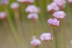 Armeria sampaioi