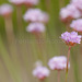 Armeria sampaioi - Photo (c) 103917170835602529469, some rights reserved (CC BY-NC), uploaded by 103917170835602529469