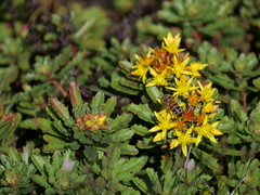 Phedimus kamtschaticus