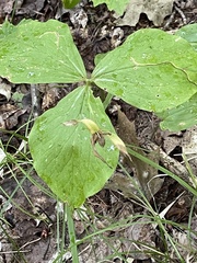 Trillium grandiflorum
