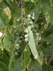 Pachypsylla celtidismamma