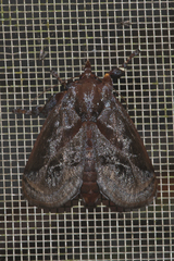 Phocoderma velutina