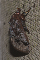 Phocoderma velutina