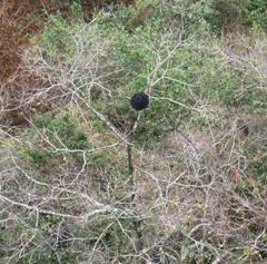 Crematogaster castanea