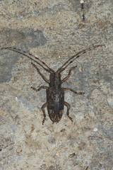 Pharsalia subgemmata