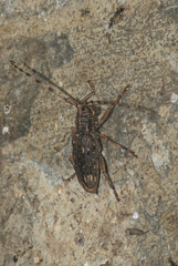 Pharsalia subgemmata