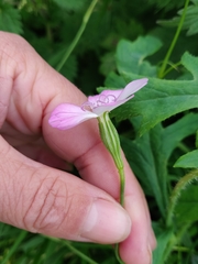 Eudianthe coeli-rosa