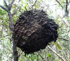 Crematogaster castanea