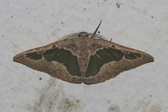 Celenna festivaria