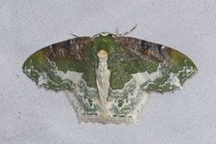 Eucyclodes semialba