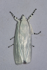 Eschata