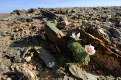 Monsonia multifida