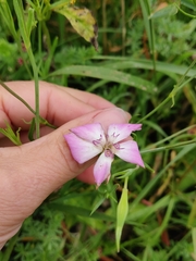 Eudianthe coeli-rosa